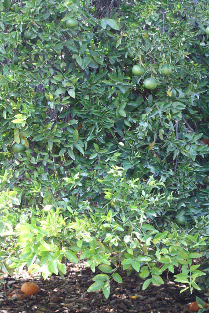            Habit (Riverside, CA)   